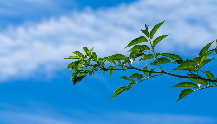 山东疫情最新排查:防疫最新动态与科学应对策略 山东疫情最新排查:防疫最新动态与科学应对策略