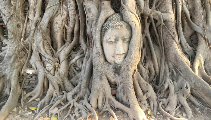 熊出没疫情最新:绿野间的希望与挑战 熊出没疫情最新:绿野间的希望与挑战