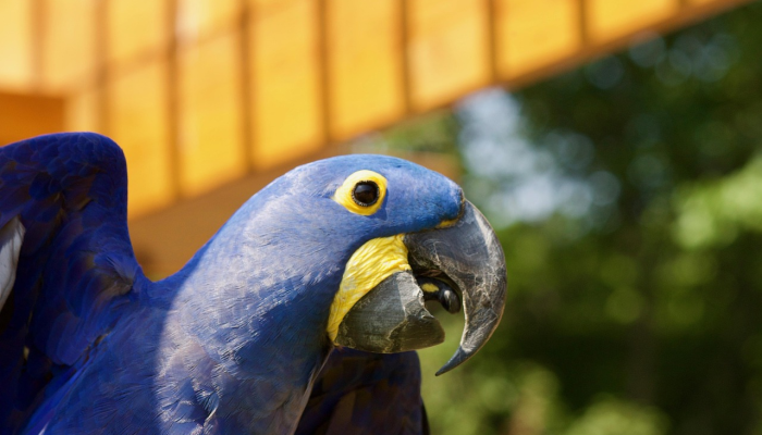 河北桃园疫情最新消息：最新进展与防护指南