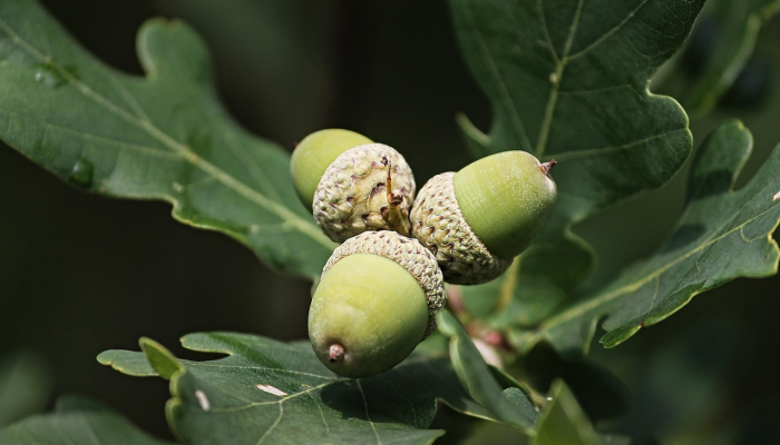 印度最新疫情是真的吗:深入解析全球疫情最新动态 印度最新疫情是真的吗:深入解析全球疫情最新动态