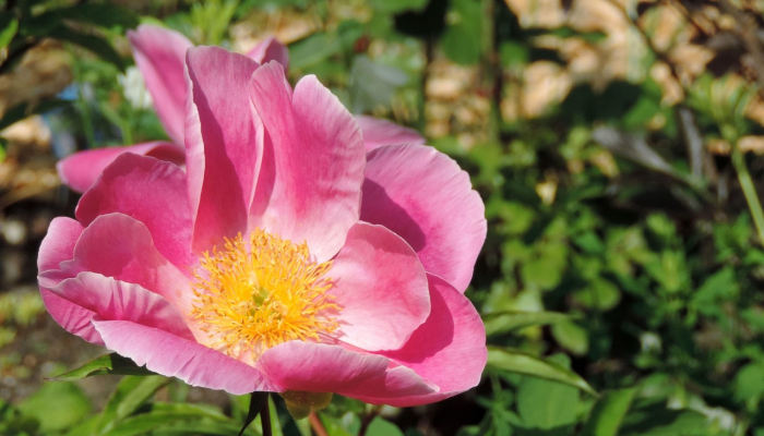 平阴玫瑰疫情最新:让我们共同抗疫,携手未来 平阴玫瑰疫情最新:让我们共同抗疫,携手未来